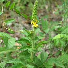 Lade das Bild in den Galerie-Viewer, Kleiner Odermennig (Agrimonia eupatoria)