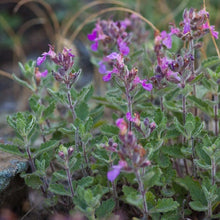 Lade das Bild in den Galerie-Viewer, Edel-Gamander (Teucrium chamaedrys)