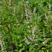 Lade das Bild in den Galerie-Viewer, Hemingway-Minze (Mentha x piperita 'Hemingway')