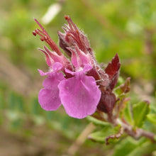 Lade das Bild in den Galerie-Viewer, Edel-Gamander (Teucrium chamaedrys)