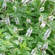 Lade das Bild in den Galerie-Viewer, Hemingway-Minze (Mentha x piperita 'Hemingway')