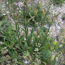 Lade das Bild in den Galerie-Viewer, Berg-Aster (Aster amellus)