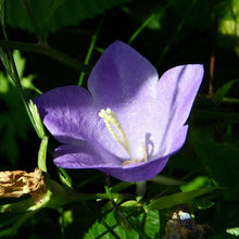 Lade das Bild in den Galerie-Viewer, Pfirsichblättrige Glockenblume (Campanula persicifolia)