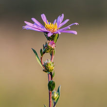 Lade das Bild in den Galerie-Viewer, Berg-Aster (Aster amellus)