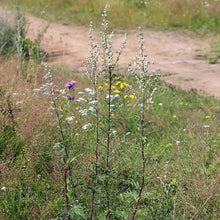 Lade das Bild in den Galerie-Viewer, Beifuss (Artemisia vulgaris)