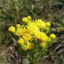 Lade das Bild in den Galerie-Viewer, Goldhaar-Aster (Aster linosyris)