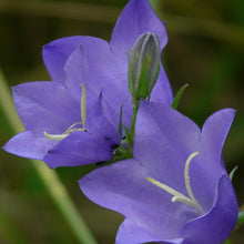 Lade das Bild in den Galerie-Viewer, Pfirsichblättrige Glockenblume (Campanula persicifolia)