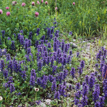 Lade das Bild in den Galerie-Viewer, Genfer Günsel (Ajuga genevensis)