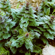Lade das Bild in den Galerie-Viewer, Genfer Günsel (Ajuga genevensis)