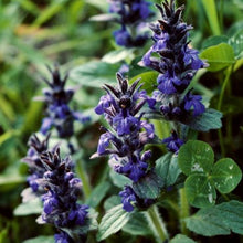 Lade das Bild in den Galerie-Viewer, Genfer Günsel (Ajuga genevensis)