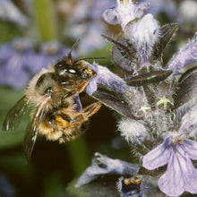 Lade das Bild in den Galerie-Viewer, Genfer Günsel (Ajuga genevensis)