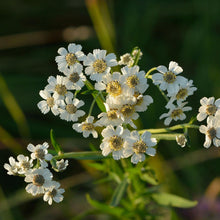Lade das Bild in den Galerie-Viewer, Sumpf-Schafgarbe Achillea ptarmica Ivar Leidus