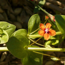 Lade das Bild in den Galerie-Viewer, Acker-GauchheilAcker-Gauchheil (Anagallis arvensis)