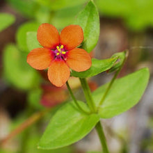 Lade das Bild in den Galerie-Viewer, Acker-GauchheilAcker-Gauchheil (Anagallis arvensis)