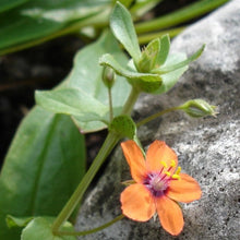Lade das Bild in den Galerie-Viewer, Acker-GauchheilAcker-Gauchheil (Anagallis arvensis)