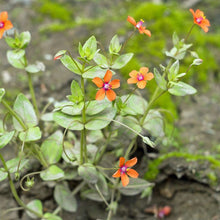 Lade das Bild in den Galerie-Viewer, Acker-GauchheilAcker-Gauchheil (Anagallis arvensis)