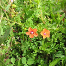 Lade das Bild in den Galerie-Viewer, Acker-GauchheilAcker-Gauchheil (Anagallis arvensis)