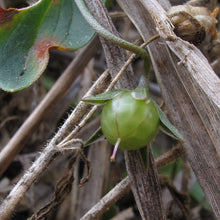 Lade das Bild in den Galerie-Viewer, Acker-GauchheilAcker-Gauchheil (Anagallis arvensis)