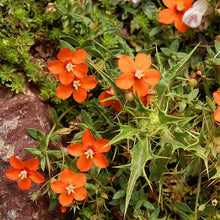 Lade das Bild in den Galerie-Viewer, Acker-GauchheilAcker-Gauchheil (Anagallis arvensis)