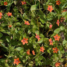 Lade das Bild in den Galerie-Viewer, Acker-GauchheilAcker-Gauchheil (Anagallis arvensis)