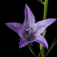 Lade das Bild in den Galerie-Viewer, Acker-Glockenblume (Campanula rapunculoides)