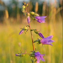 Lade das Bild in den Galerie-Viewer, Acker-Glockenblume Campanula rapunculoides