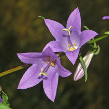 Lade das Bild in den Galerie-Viewer, Acker-Glockenblume (Campanula rapunculoides)