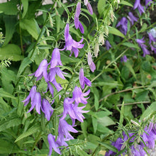 Lade das Bild in den Galerie-Viewer, Acker-Glockenblume (Campanula rapunculoides)
