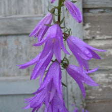 Lade das Bild in den Galerie-Viewer, Acker-Glockenblume (Campanula rapunculoides)