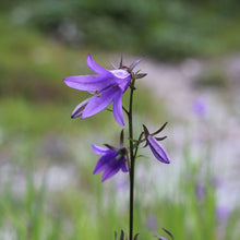Lade das Bild in den Galerie-Viewer, Acker-Glockenblume (Campanula rapunculoides)