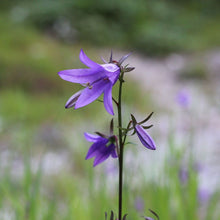 Lade das Bild in den Galerie-Viewer, Acker-Glockenblume (Campanula rapunculoides)
