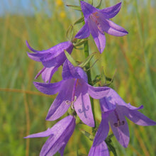 Lade das Bild in den Galerie-Viewer, Acker-Glockenblume (Campanula rapunculoides)
