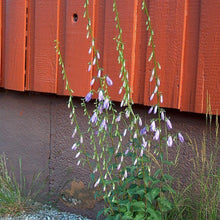 Lade das Bild in den Galerie-Viewer, Acker-Glockenblume Campanula rapunculoides