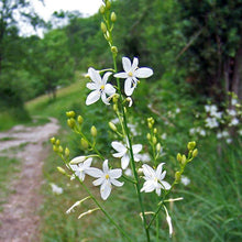 Lade das Bild in den Galerie-Viewer, Aestige Graslilie (Anthericum ramosum)
