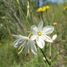 Lade das Bild in den Galerie-Viewer, Aestige Graslilie (Anthericum ramosum)