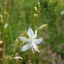 Lade das Bild in den Galerie-Viewer, Aestige Graslilie (Anthericum ramosum)