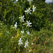 Lade das Bild in den Galerie-Viewer, Aestige Graslilie (Anthericum ramosum)