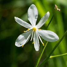 Lade das Bild in den Galerie-Viewer, Aestige Graslilie (Anthericum ramosum)