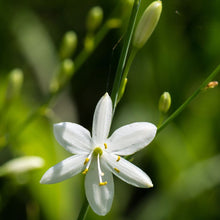 Lade das Bild in den Galerie-Viewer, Aestige Graslilie (Anthericum ramosum)