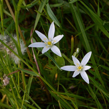Lade das Bild in den Galerie-Viewer, Aestige Graslilie (Anthericum ramosum)