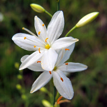 Lade das Bild in den Galerie-Viewer, Aestige Graslilie (Anthericum ramosum)