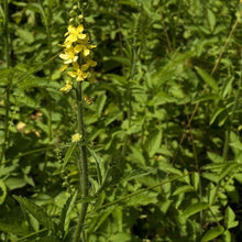 Lade das Bild in den Galerie-Viewer, Grosser Odermennig (Agrimonia procera)