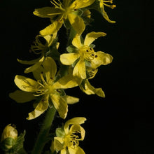 Lade das Bild in den Galerie-Viewer, Grosser Odermennig (Agrimonia procera)