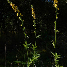 Lade das Bild in den Galerie-Viewer, Grosser Odermennig (Agrimonia procera)