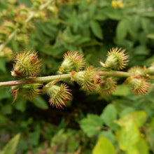 Lade das Bild in den Galerie-Viewer, Grosser Odermennig (Agrimonia procera)