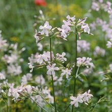 Lade das Bild in den Galerie-Viewer, Echtes Seifenkraut (Saponaria officinalis)
