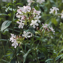 Lade das Bild in den Galerie-Viewer, Echtes Seifenkraut (Saponaria officinalis)
