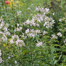 Lade das Bild in den Galerie-Viewer, Echtes Seifenkraut (Saponaria officinalis)