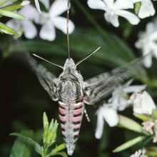 Lade das Bild in den Galerie-Viewer, Echtes Seifenkraut (Saponaria officinalis)