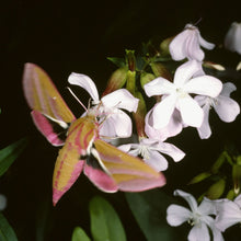 Lade das Bild in den Galerie-Viewer, Echtes Seifenkraut (Saponaria officinalis)